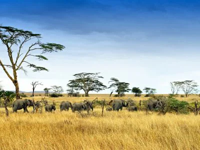 Elefanter i Serengeti