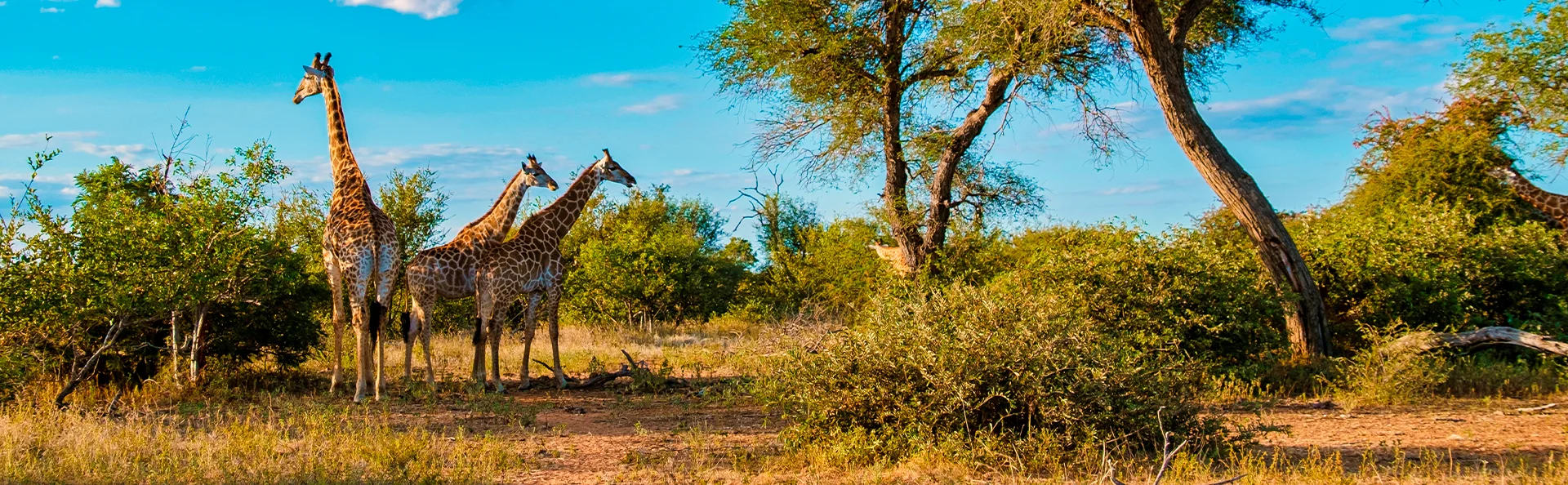 Tre giraffer står på savannen i Kruger nasjonalpark i Sør-Afrika