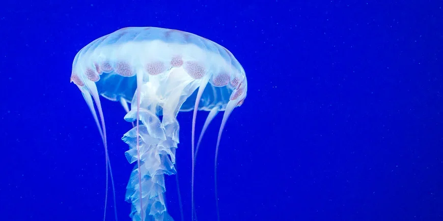 Kubemanet i havet utenfor Australia