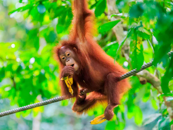 Vakker orangutang i Sumatras skoger