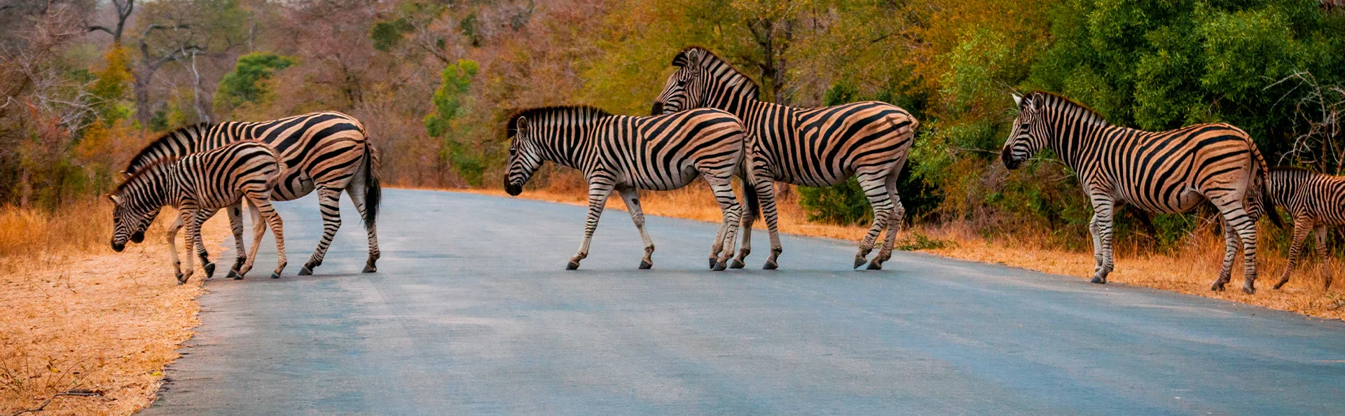 Sebrastriper krysser veien i Kruger nasjonalpark