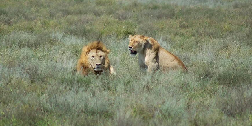 Løve og løvinne i Serengeti
