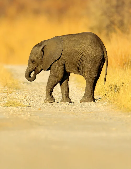 En ung afrikansk elefant har gått seg vill på en grusvei i Chobe, Botswana.