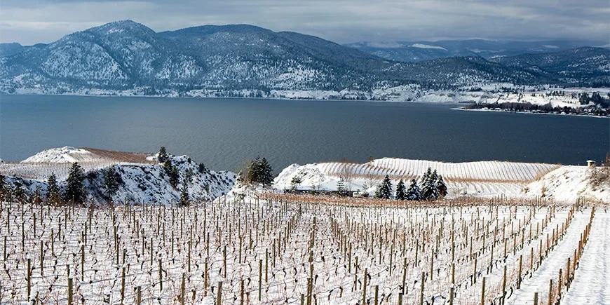 Vinterlandskap i Okanagan-dalen i Canada