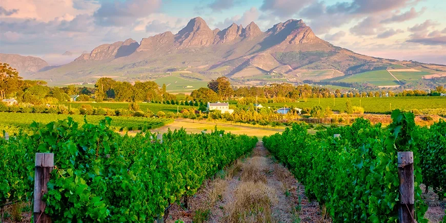Vakre vinmarker i Stellenbosch i Sør-Afrika