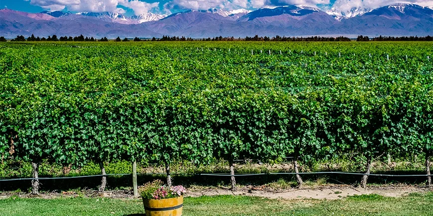 Vinmarker i Mendoza med utsikt til Andesfjellene
