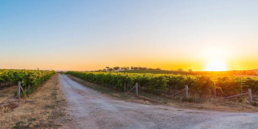 Solnedgang over vinmarker i Barossa Valley i Australia