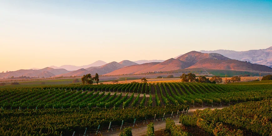 Vinmarker i Santa Ynez ved solnedgang
