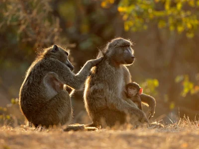 Bavianer som pusser hverandres pels i Kruger nasjonalpark