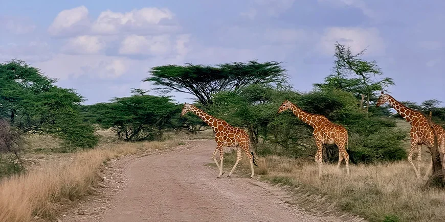 Tre giraffer i Samburu nasjonalpark i Kenya