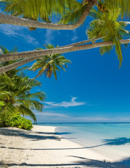 Tropisk strand på Maldivene med hvit sand og turkisblått vann under en blå himmel.