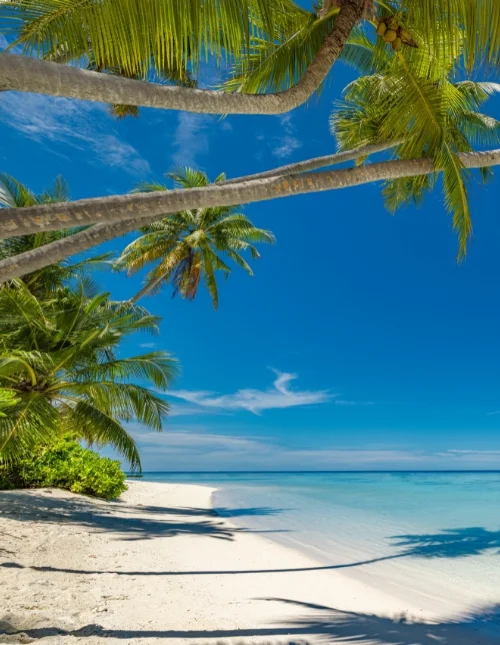 Tropisk strand på Maldivene med hvit sand og turkisblått vann under en blå himmel.