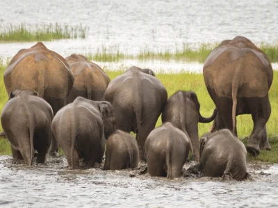 Elefantflokk i Minneriya nasjonalpark på Sri Lanka