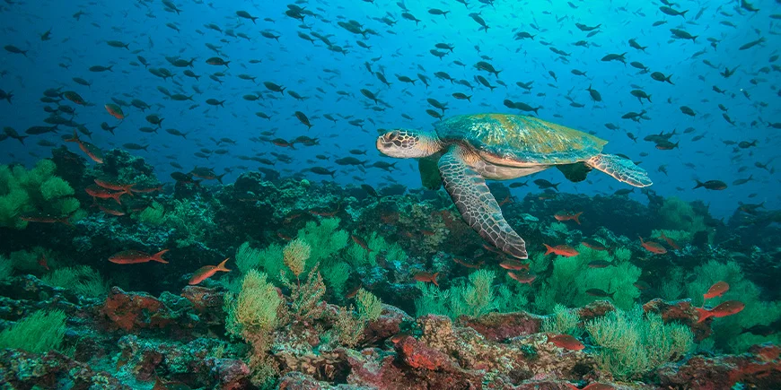 Grønn havskilpadde under vannet ved Floreana-øya på Galapagosøyene