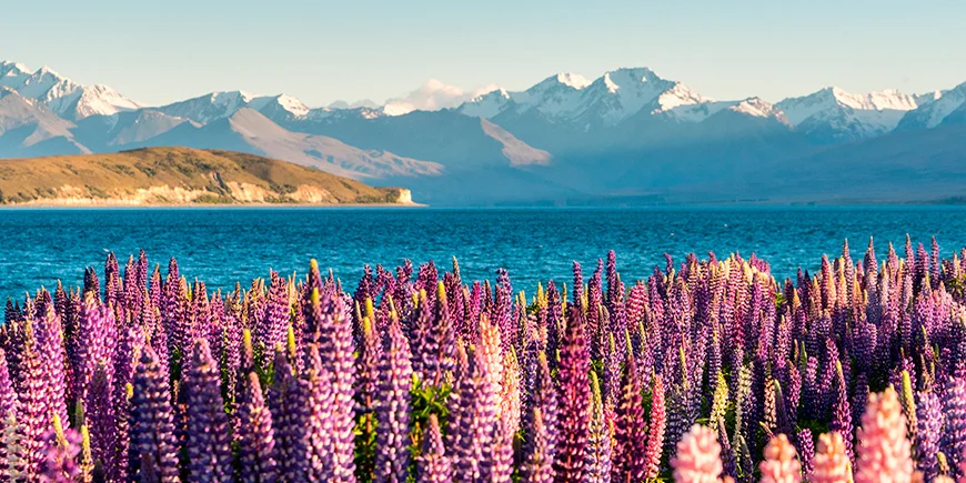 Vårfarger ved Lake Tekapo i New Zealand