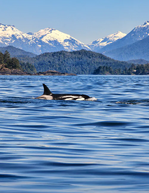 Spekkhogger sett på hvalsafari i Tofino på Vancouver Island, med fjellene i bakgrunnen