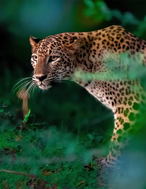 Nærbilde av en leopard i frodig jungel på Sri Lanka