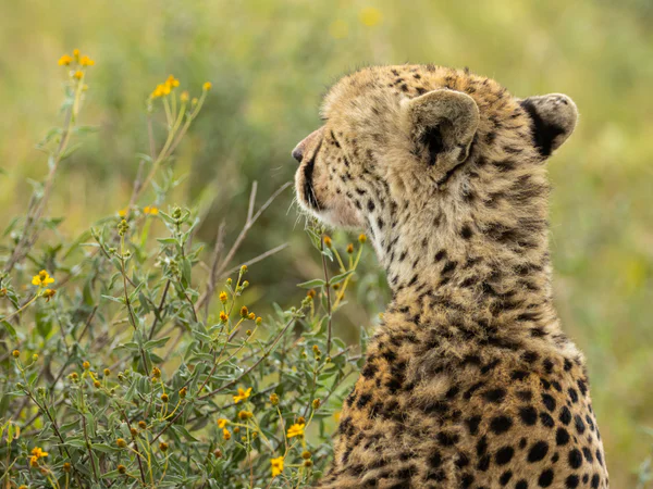 En gepard ser ut over savannen i Tanzania