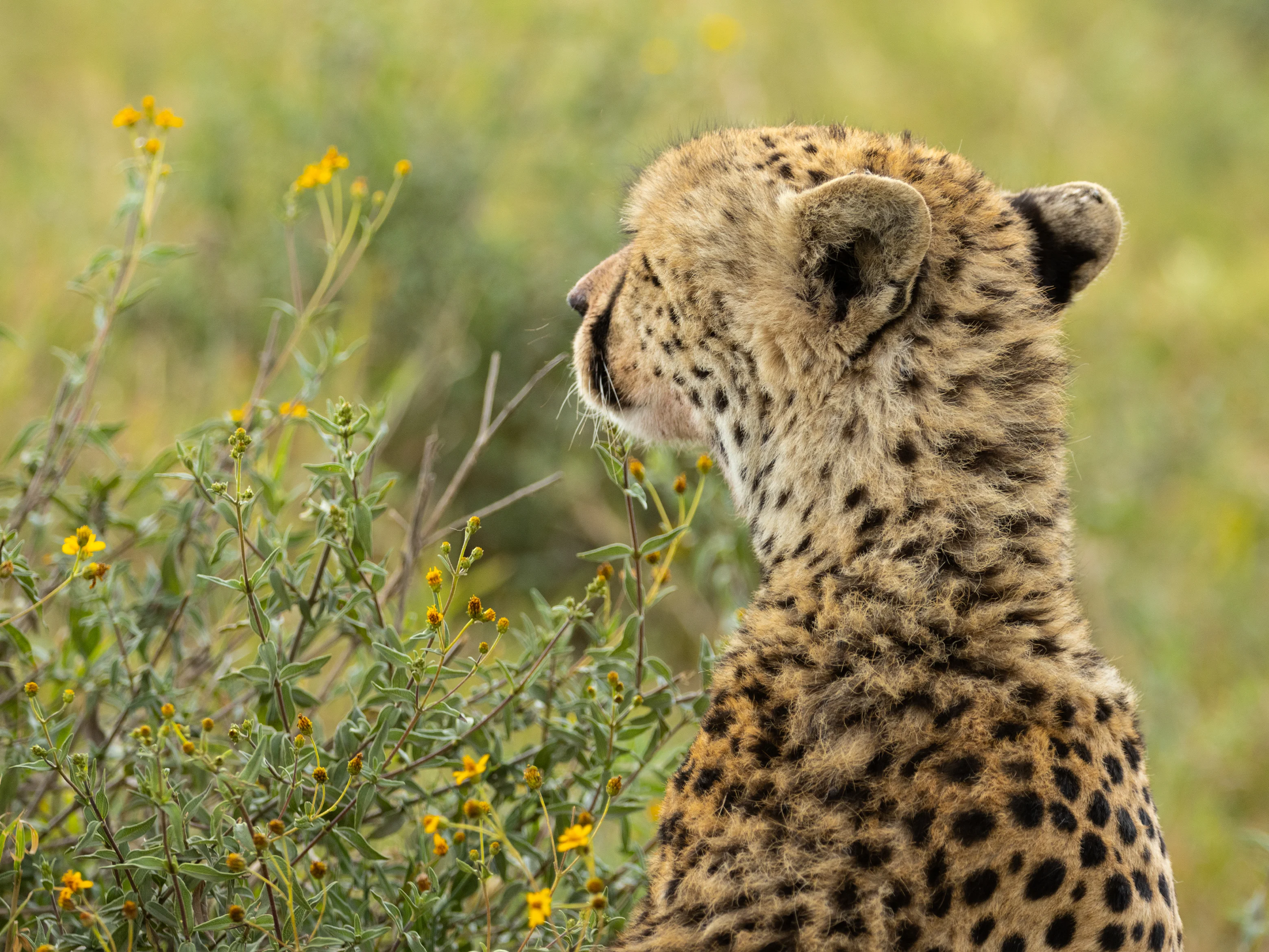 En gepard ser ut over savannen i Tanzania