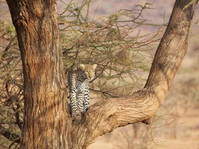 Leopard i et tre i Samburu i Kenya