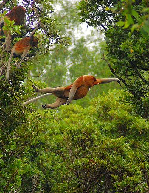 Neseapen er en endemisk art som bare finnes på øya Borneo.