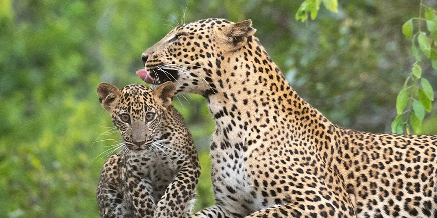 Leopard og unger i Yala nasjonalpark