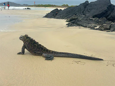 Leguan på Galapagosøyene