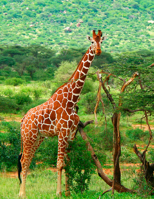 En giraff står blant grønne trær i Afrikas natur
