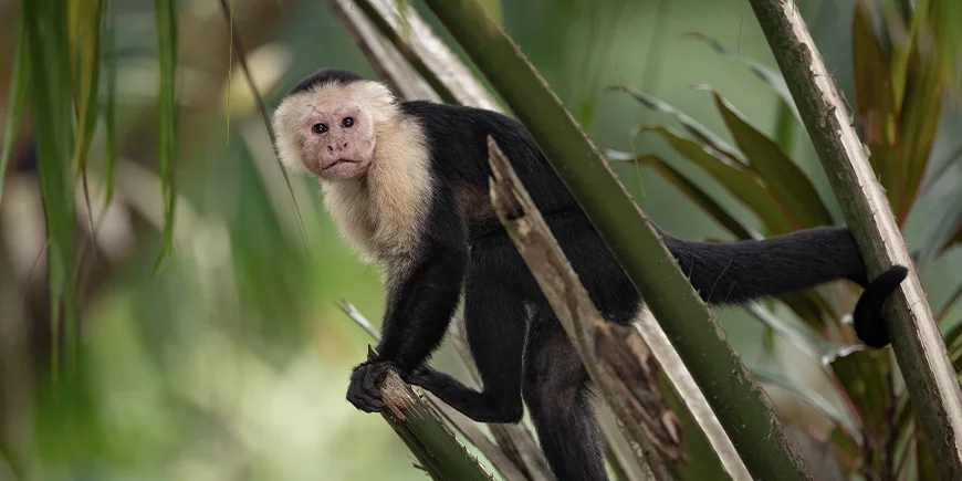 Kapusinape i Costa Rica