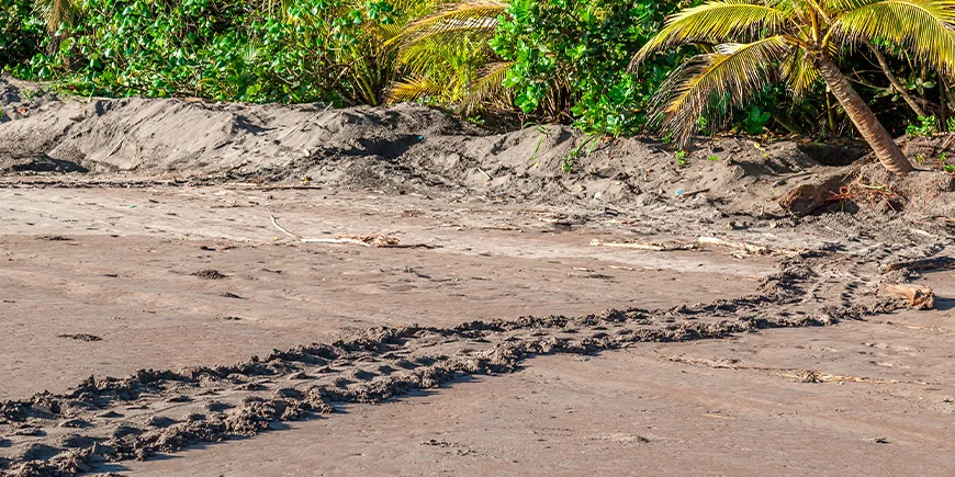Spor etter havskilpadder på Tortuguero-stranden i Costa Rica