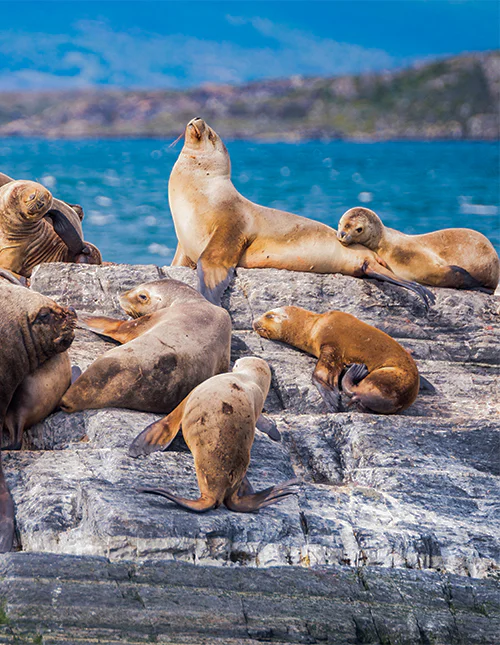 Sjøløver hviler i Beaglekanalen, Ushuaia