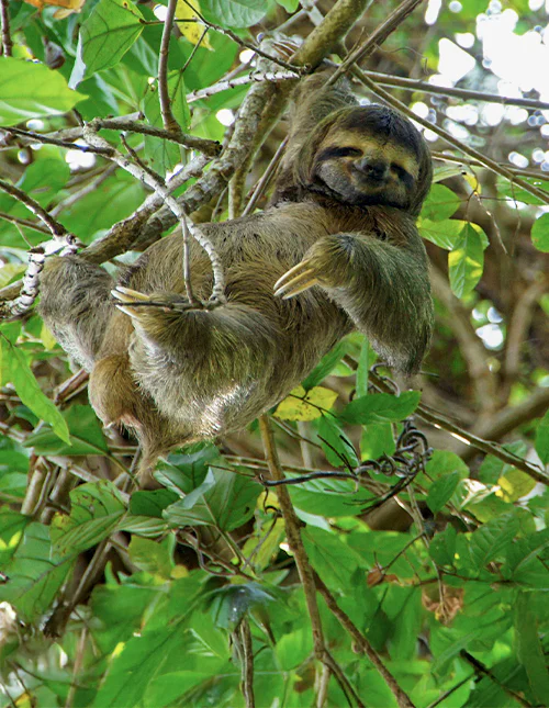 Dovendyr hviler i et tre omgitt av grønne blader i Costa Rica