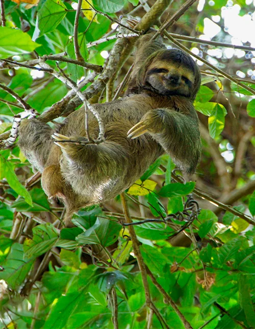 Dovendyr hviler i et tre omgitt av grønne blader i Costa Rica