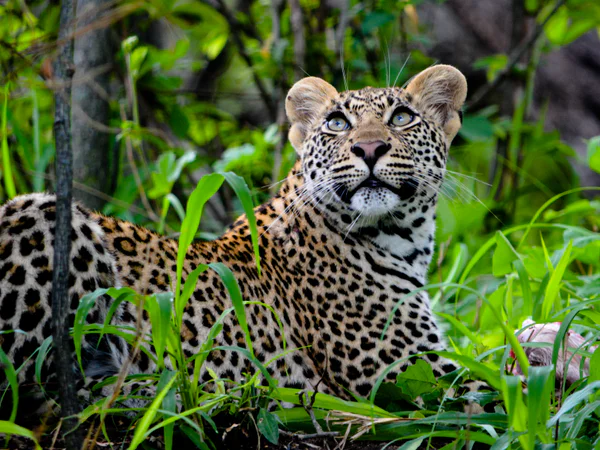 Vakker leopard i grønn vegetasjon i Sør-Afrika