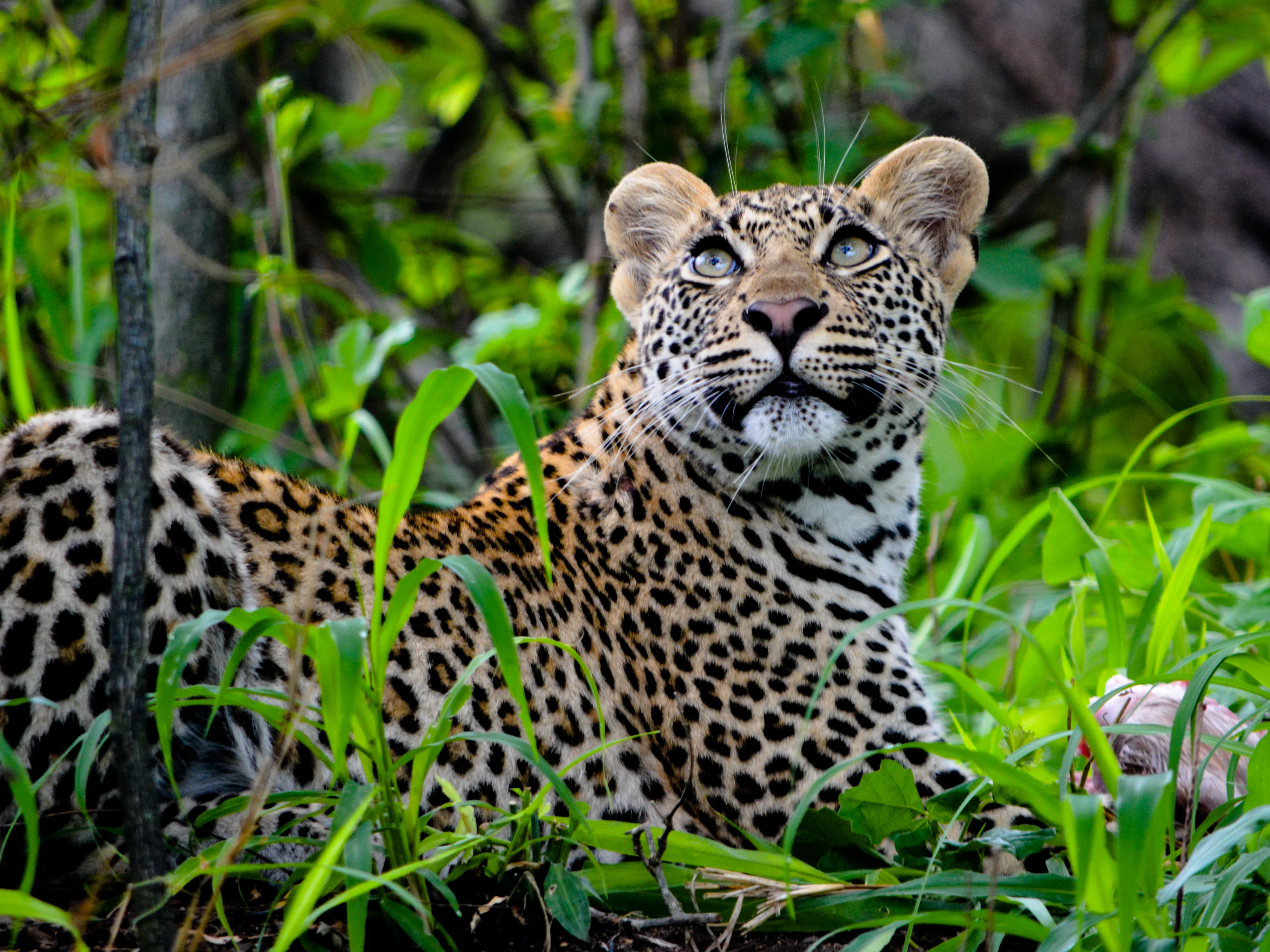 Vakker leopard i grønn vegetasjon i Sør-Afrika
