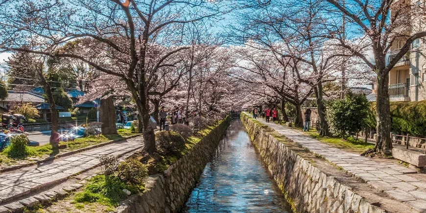 Filosofistien i Kyoto under kirsebærblomstringen