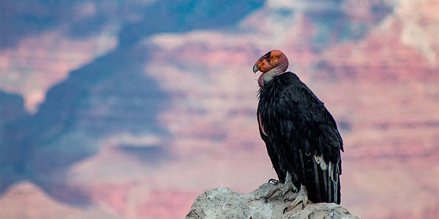 Kaliforniakondor i Grand Canyon