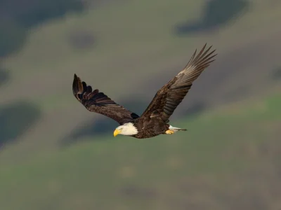 Hvithodehavørn i California