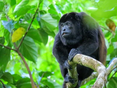 En brølape sitter i et tre i Corcovado nasjonalpark i Costa Rica