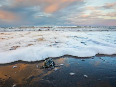 Grønn havskilpadde nærmer seg havet i Tortuguero nasjonalpark i Costa Rica