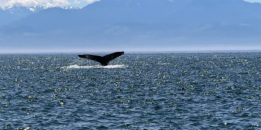 En hval bryter gjennom havoverflaten under en hvalsafari i Canada