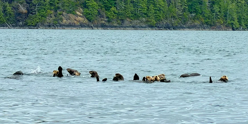 En gruppe otere i vannet i Canada
