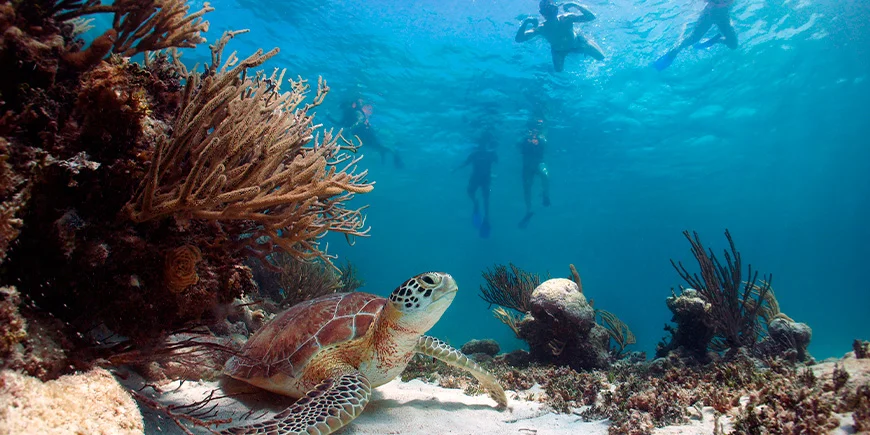 En gruppe mennesker ser på en havskilpadde på en snorkeltur i Akumal, Mexico