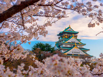 Kirsebærblomstrende trær omkranser Osaka Castle i Japan