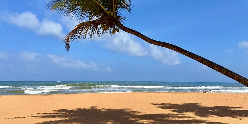 Palmetre og blå himmel på Bentota Beach