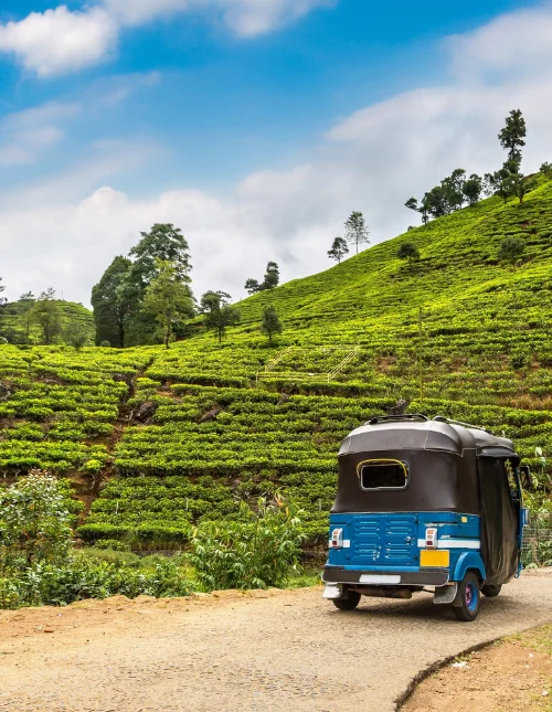 Blå buss kjører forbi grønne teplantasjer på Sri Lanka