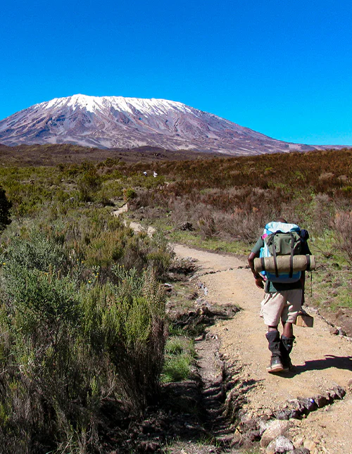 Vandrer på en sti mot snøkledde Kilimanjaro under klar blå himmel.