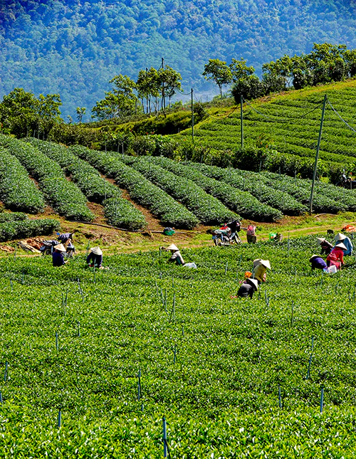 Frodig teplantasje i Da Lat