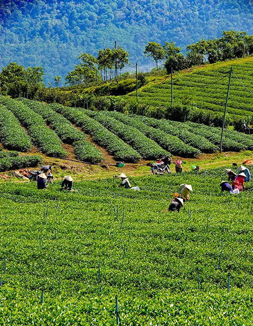 Frodig teplantasje i Da Lat