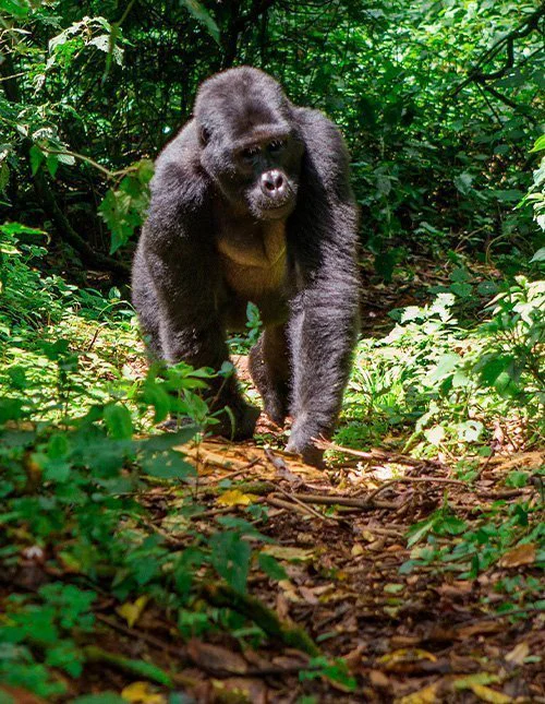 Gorilla går gjennom Ugandas jungel